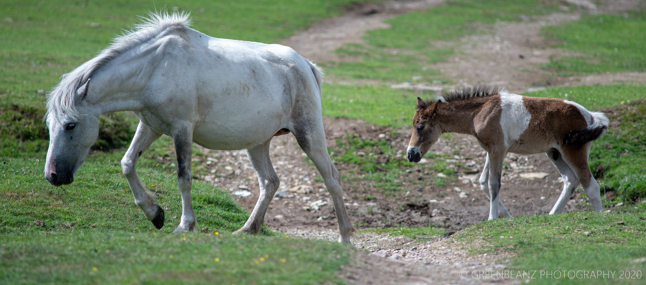 Horse and Pony on Dartmoor June 2020